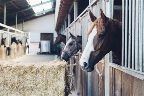 How To Plan And Design A Stable For Your Horse