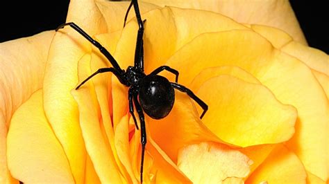 Black Widow Spider Tapeta Hd Tło 2560x1440 Id493648 Wallpaper