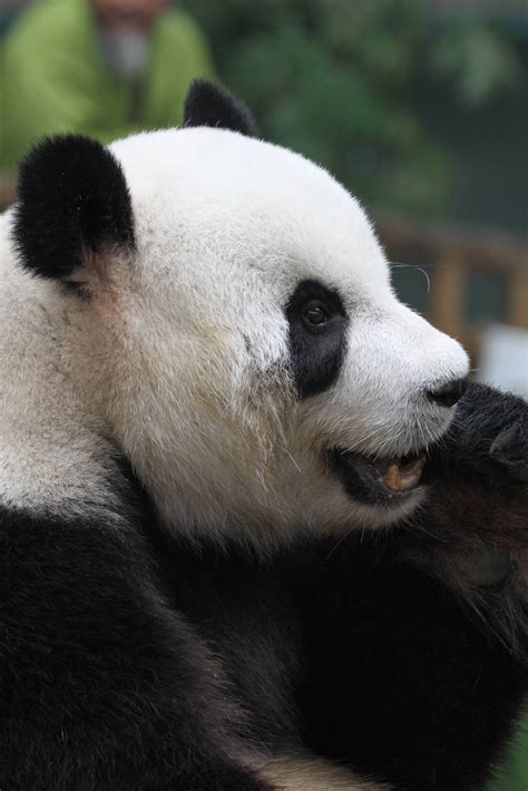 Giant Panda Zoochat