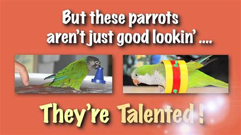 Party Parrot Entertainment Youtube