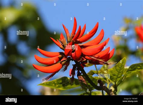 South African Coral Tree Erythrina Hi Res Stock Photography And Images