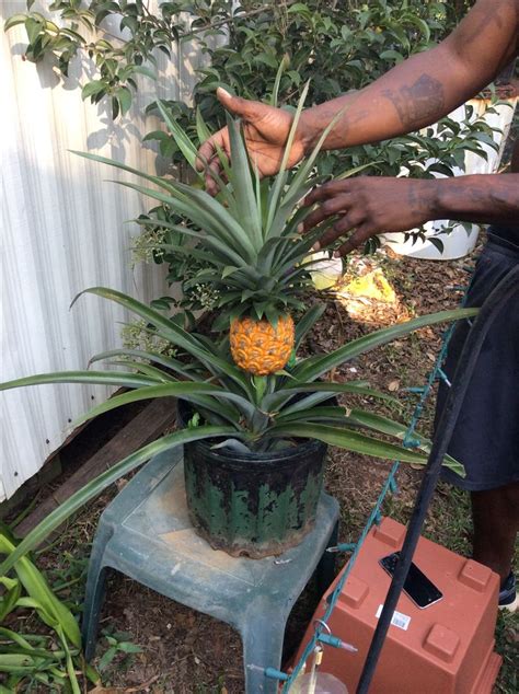 Homegrown Pineapple Just Bought A Pineapple Plant Already Growing