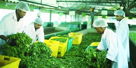 Organic Ceylon Tea From Sri Lanka Edb Sri Lanka