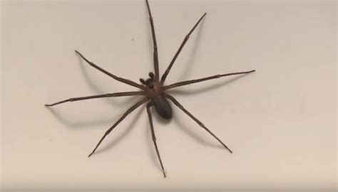 Graphic Photos Venomous Brown Recluse Spider Found In Michigan Garage