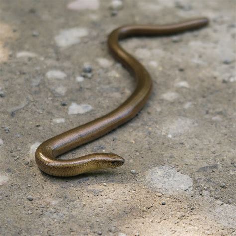 How About Our Friend The Legless Lizard Snakes