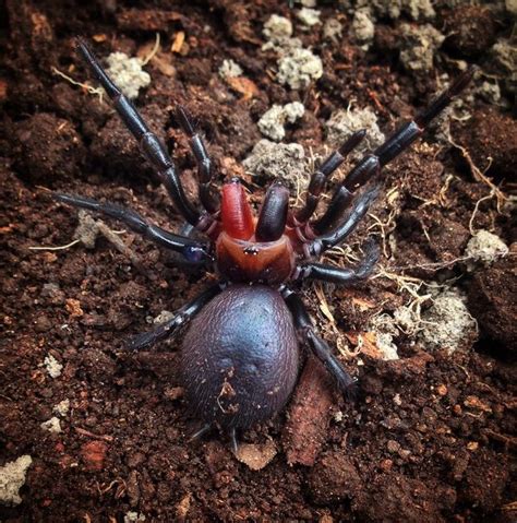 An Arachnid Dracula Rare Red Fanged Spider Is Uncovered Live Science