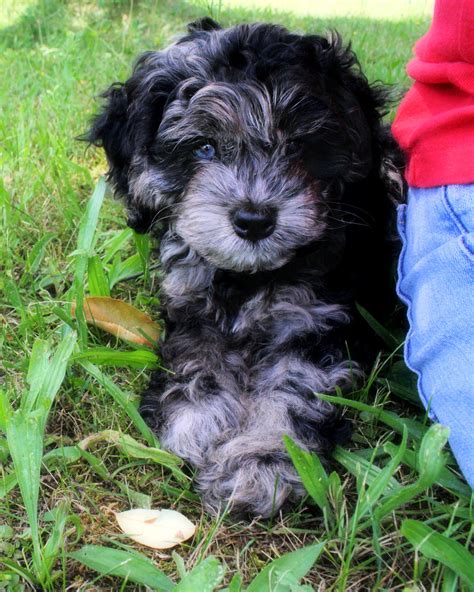 If you need help distinguishing the characteristics between a. cockapoo, beautiful blue eyes! (With images) | Cockapoo ...