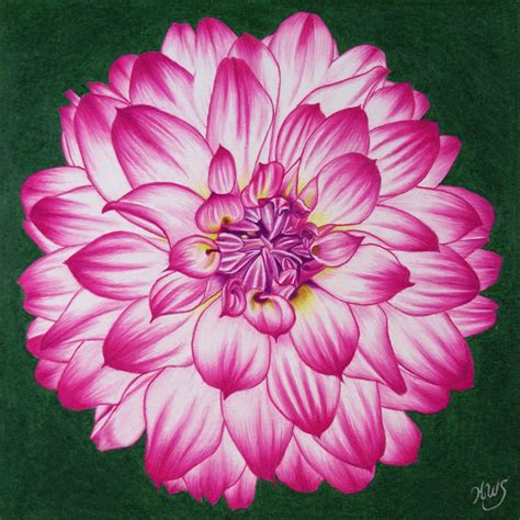 Dahlia Flower Drawing At Getdrawings Free Download