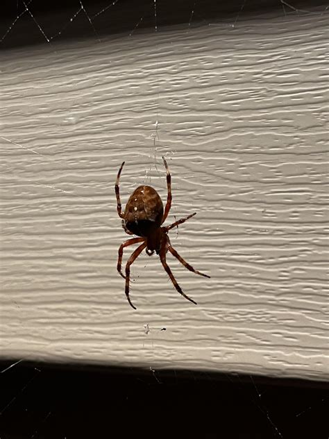 Looking For Id On This Spider Long Island Ny Rwhatisthisspider