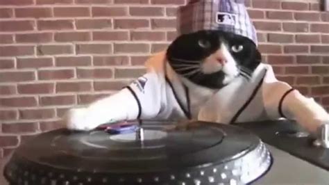 Gangster Dj Kitty Is Not Thrilled Youtube