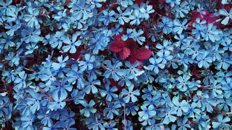 26 Blue Flower Wallpapers Wallpaperboat