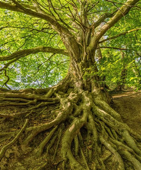 5 Reasons We Need Trees For A Healthy Planet Earth Day