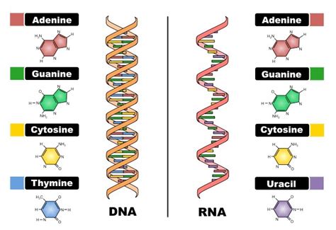 Dna Vs Rna Major Differences Between Nucleic Acids