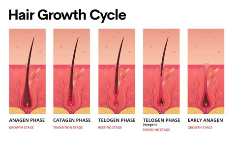 Update Can Hair Grow Back In Eteachers