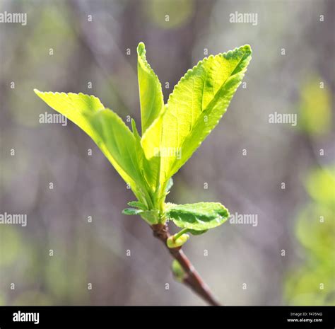 Apple Leaves Stock Photo Alamy