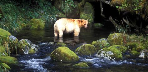 Hiker Spots The Mysterious And Very Rare Spirit Bear Deep In A Forest