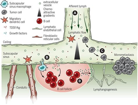 Tumor Draining Lymph Nodes At The Crossroads Of Metastasis And