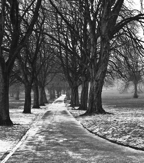English Winter Park Stock Photo Image Of Flakes Winter 8423216