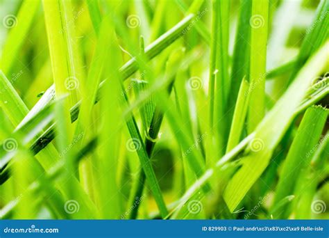 Grass Macro Stock Image Image Of Mower Green Grow Macro 829903