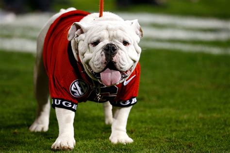 Georgia Bulldogs Mascot Uga Is Top Dog In The Country