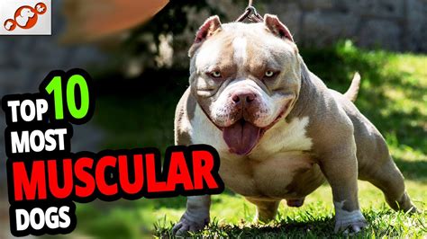 🐕 Muscular Dogs Top 10 Most Muscular Dog Breeds In The World Youtube