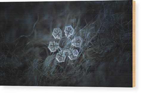 Real Snowflake Icy Jewel Panoramic Version Wood Print By Alexey