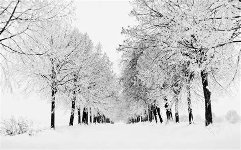 Zwart Witte Winter Achtergrond Hd Wallpapers