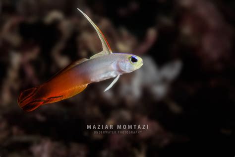 Fire Goby At Monkey Beach Philippines By Maziar