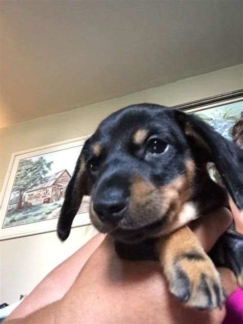 Click here to be notified when new dachshund puppies are listed. Dachshund puppy dog for sale in Gaylord, Michigan