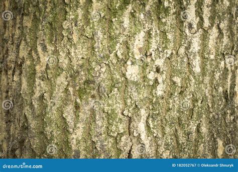 Tree Bark Texture Natural Background Three Close Up Stock Image