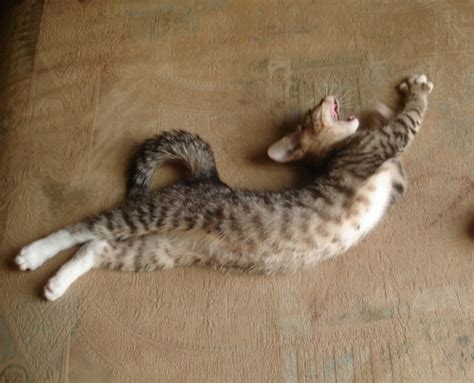 Cat Cute Overload Kitten Kitty Stretch Tabby Image 8084 On