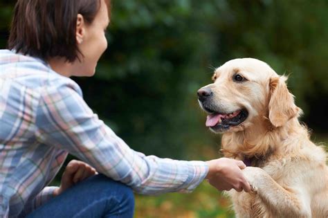 Loving Dogs Is The 1 Skill For The Dog Care Business Invoiceberry Blog