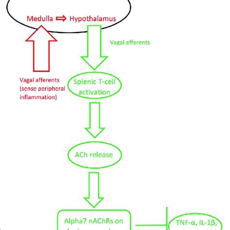 The Inflammatory Reflex Red And The Cholinergic Antiinflammatory Download Scientific