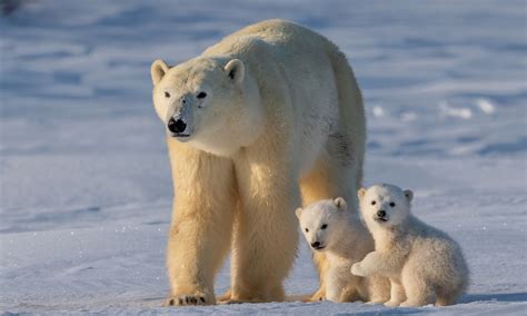 Dreaming Of Polar Bears Spiritual Meanings And Interpretations Dreamfist