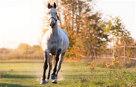 Beautiful Arabian Horse Run Gallop In Flower Meadow Stock Image Image