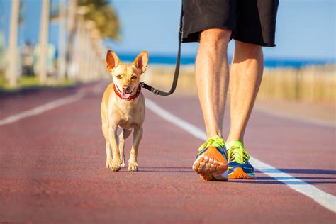 There are two groomers located at fun fur pets, they are independent businesses located within our building. Fun ways to mix up your exercise routine with your animals ...