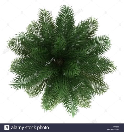 Top View Of Chilean Wine Palm Tree Isolated Stock Photo 280836810 Alamy