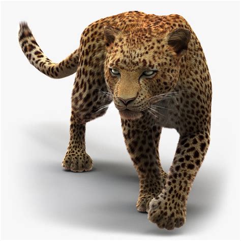 Leopard 3d Models For Download Turbosquid