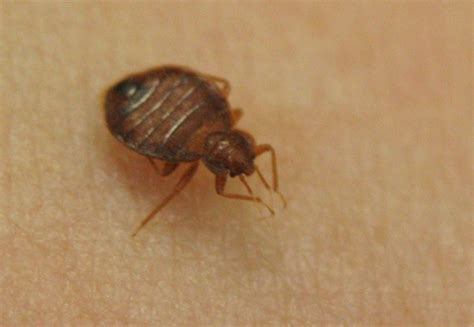 Extension Educator Says Education Is Key In Bedbug Control Announce