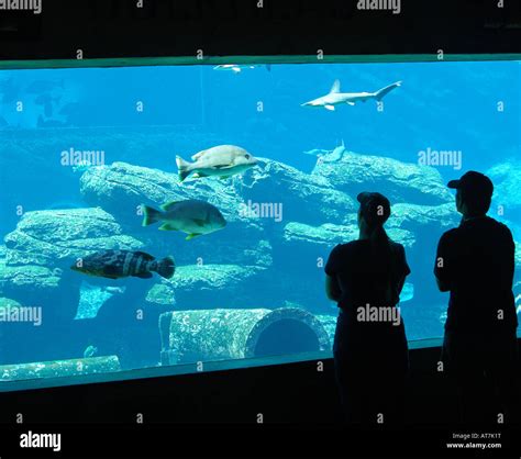 Visitors At The Shipwrecked Themed Sea World Aquarium Ushaka Marine