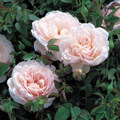Lochinvar Rose David Austin Roses English Roses