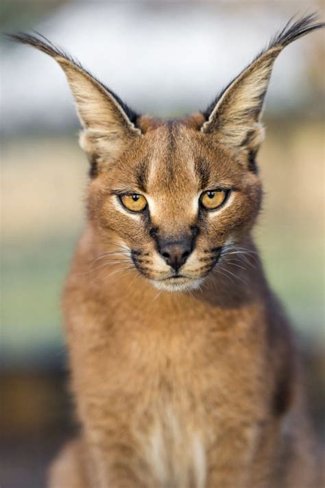 Snow leopards are carnivores (meat eaters) what do snow leopards eat? Serious caracal looking at me by Tambako The Jaguar Via ...
