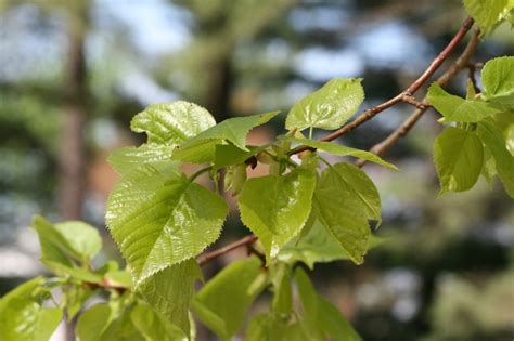 Tilia Cordata Little Leaf Basswood Small Leaved Linden Go Botany