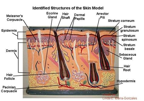 Skin Labeled Skin Model Dermis Epidermis
