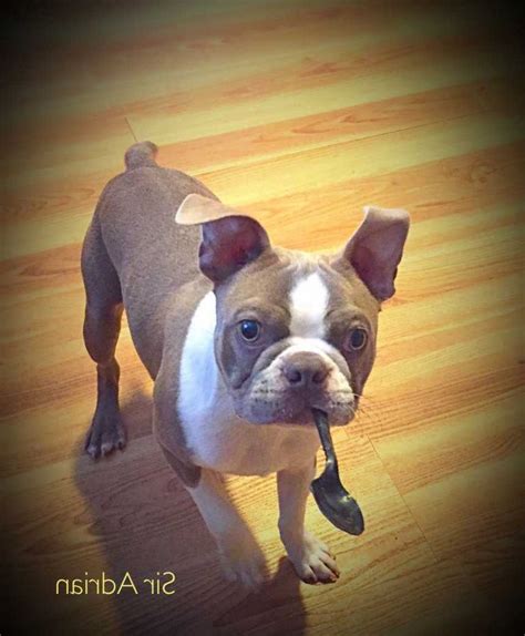 At house of hepley our parent boston terriers have been certified with ofa in the following tests, which means healthy puppies that will never see these genetic diseases! Boston Terrier Breeders Illinois | Top Dog Information