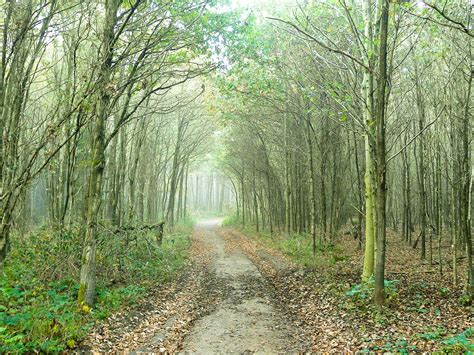 Forest Trees Fog Road Nature Wallpapers Hd Desktop