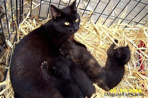 Book now at black cat in longmont, co. The Cats of Maguire Farm, Page 4