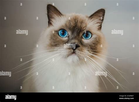 Ragdoll Cat Stock Photo Alamy