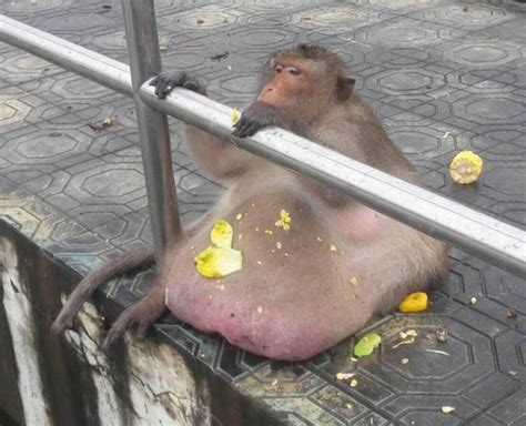 Obese Macaque Called Uncle Fatty Released Into Wild After Weight Loss