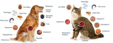 Intestinal Parasites In Cats